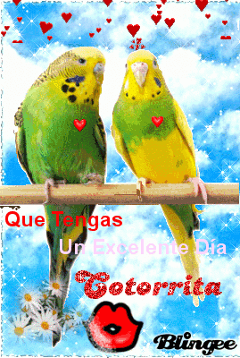 cotorritos