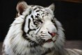 /album/fotogaleria/a7cb-jpg/