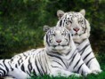 /album/fotogaleria/tigres-blancos-jpg1/