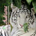 /album/fotogaleria/adris-png/